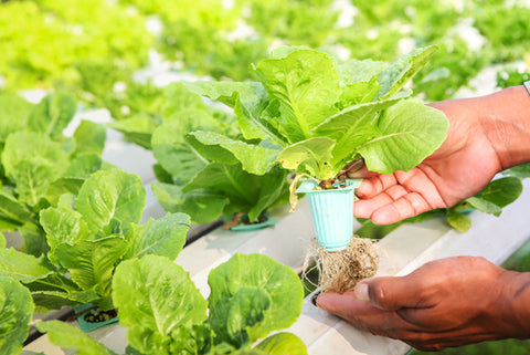 6 Types Of Hydroponic Systems And How To Choose The Right One