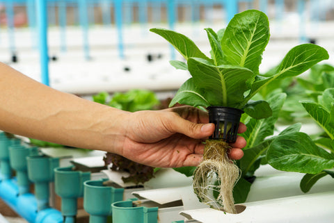 What Is Hydroponic Gardening? Hydroponic gardening system