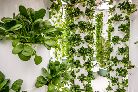 6 Types Of Hydroponic Systems And How To Choose The Right One aeroponic system