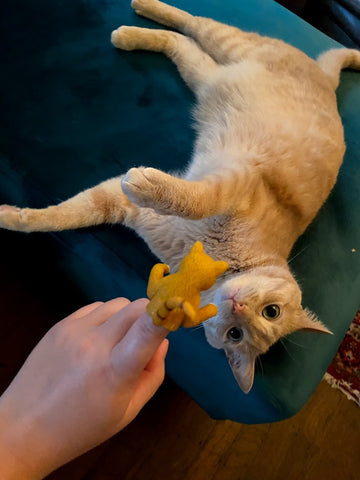 Orange cat look at orange cat finger puppet