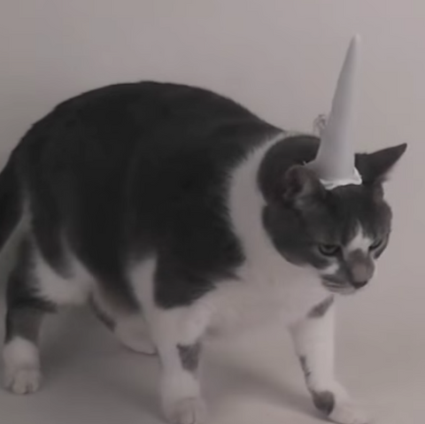 Spyke losing patience with Inflatable Unicorn Horn for cats