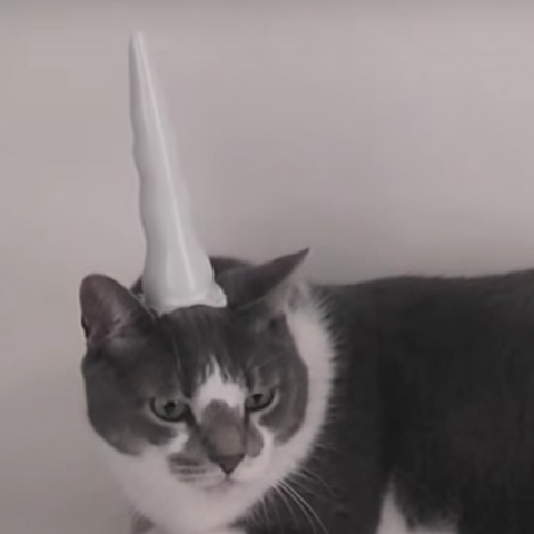 Spyke posing the Inflatable Unicorn Horn for Cats