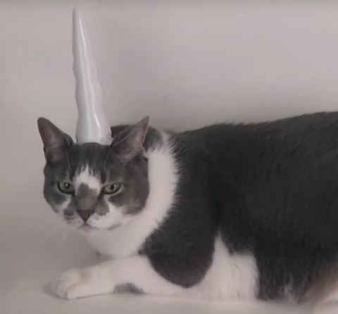 Spyke posing with the Inflatable Unicorn Horn for Cats