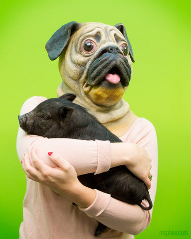 Giant person in pug mask pug holding pig
