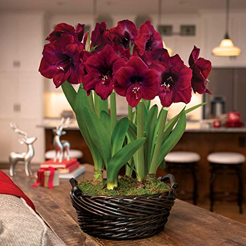 Burgundy Amaryllis