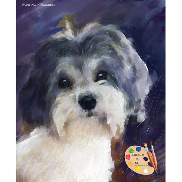 Havanese Puppy Portrait