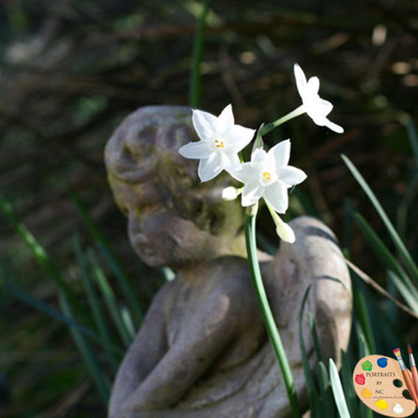 paperwhite flower in garden