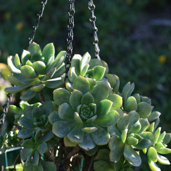 succulents-in-hanging-basket