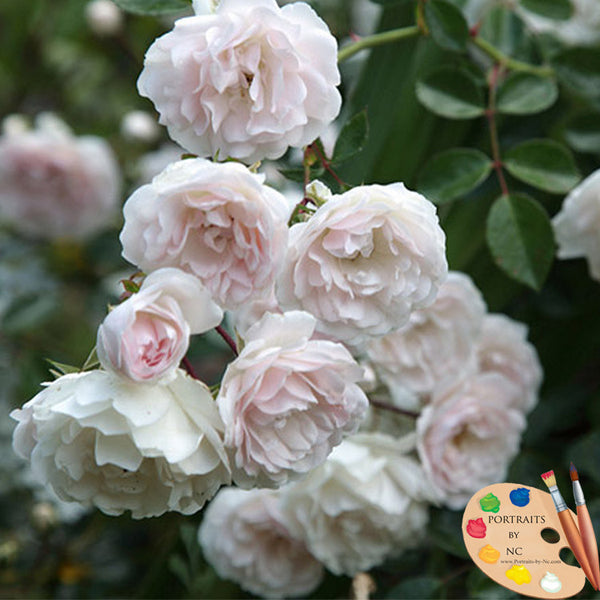 white-and-pink-roses