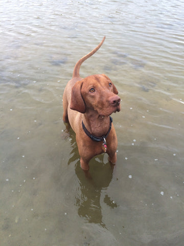 Sassy Vizsla Owen & Edwin Dog Jacket Dog Blazer Torquay Victoria Australia