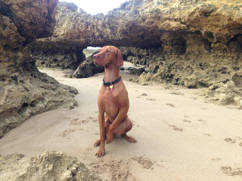 Sassy Torquay Beach Owen & Edwin Small Dog Syndrome Vizsla