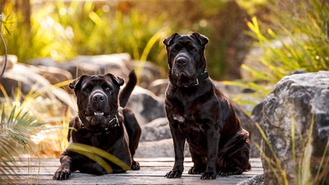 Rupert & Dora - The Sharpei Crosses behind the name