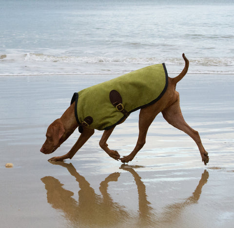 Luxury Dog Coat Dog Blazer London Blazer Owen & Edwin Pet Dog Fashion