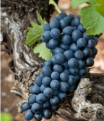 Shiraz grape School of Wine education tasting May 2017
