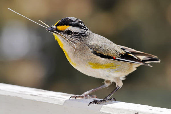 birdie with nesting material