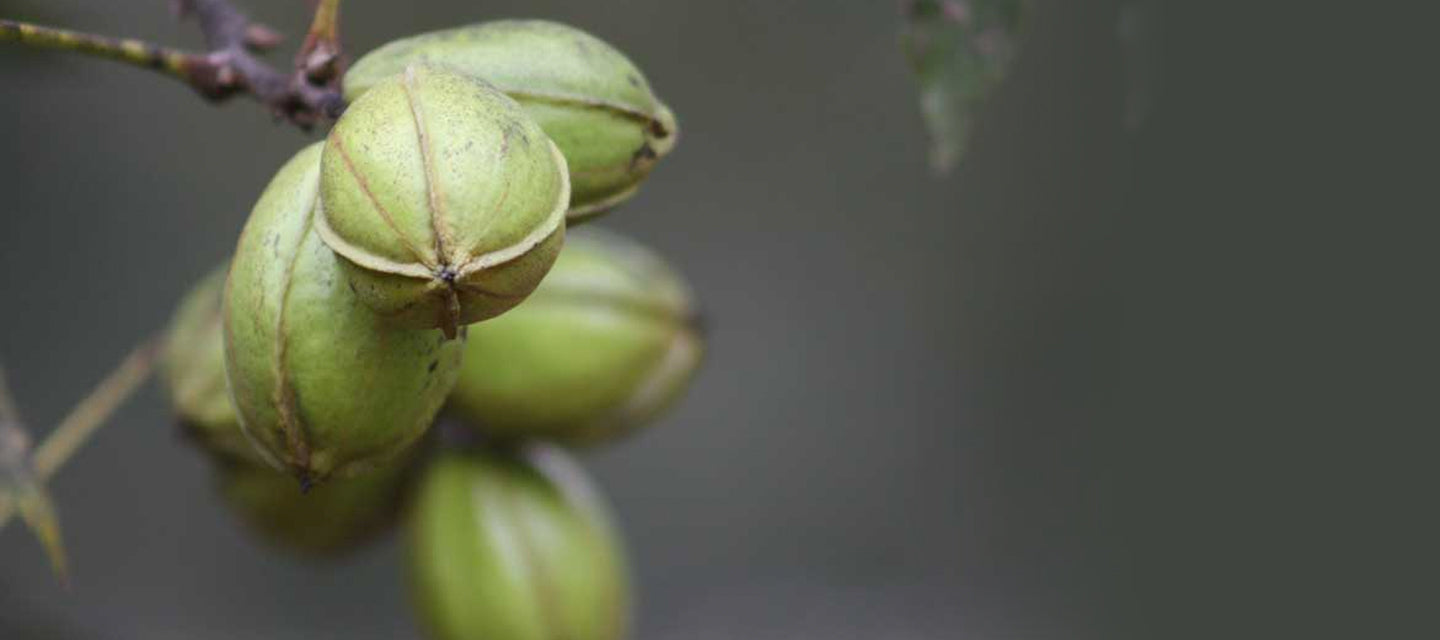 royalty pecans