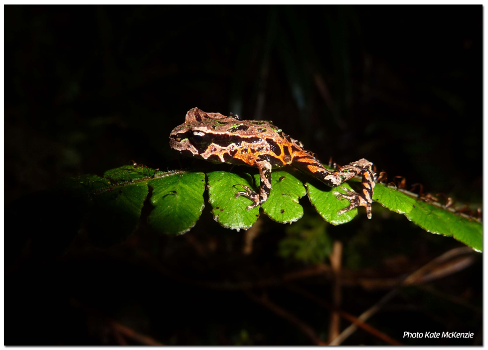 Archey's frog conservation