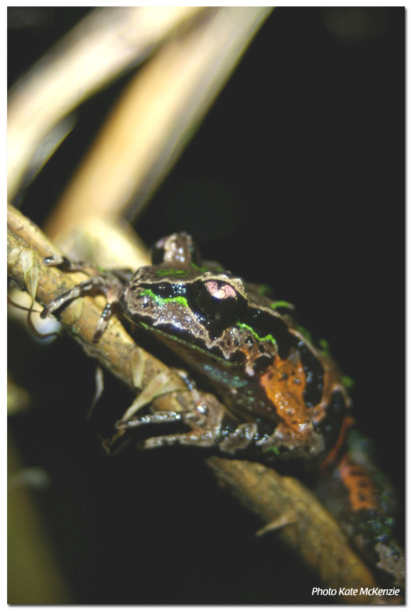 Archey's frog conservation
