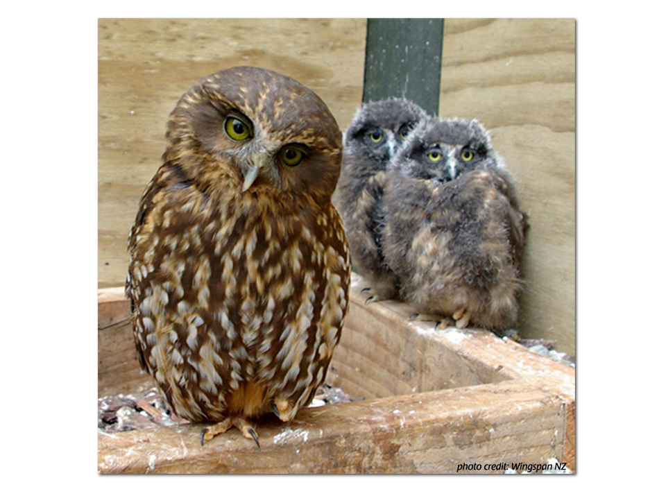 Morepork Conservation