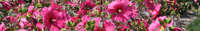 flores de hibiscus