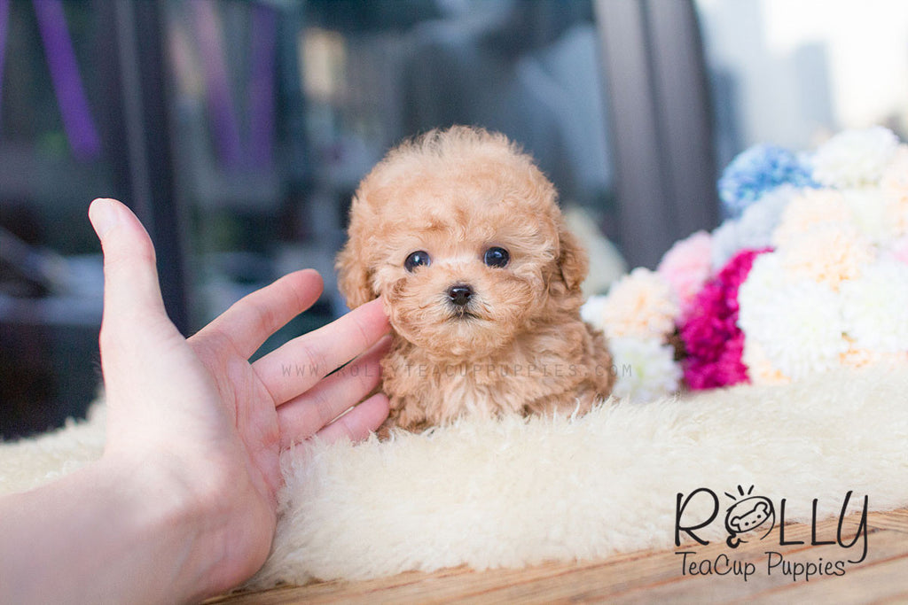 32+ Harga anjing teacup poodle ideas in 2021 