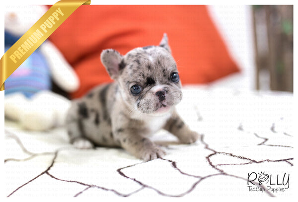 rolly teacup puppies french bulldog