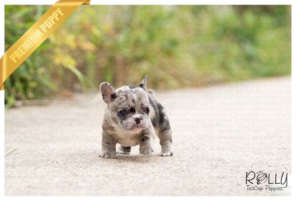 rolly teacup puppies french bulldog