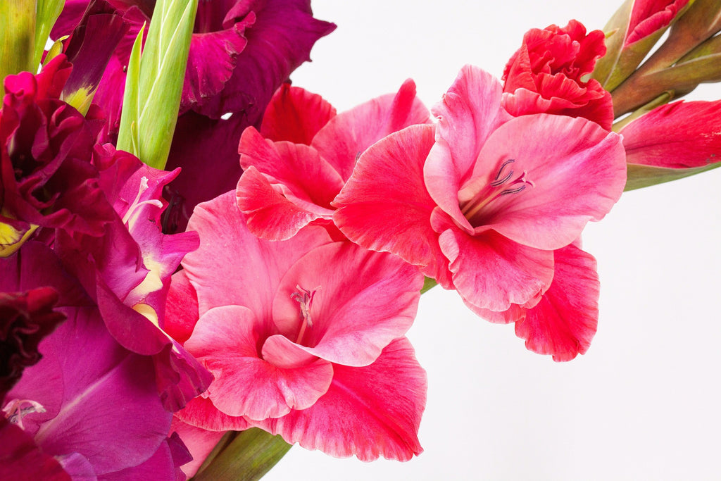 august-birth-flower-gladiolus