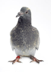 Young baby pigeon
