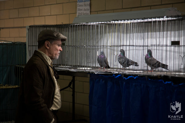 pigeon show