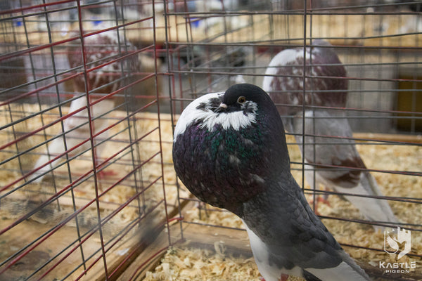 pouter pigeon show