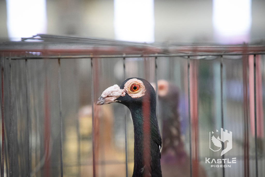 National Young Bird Pigeon Show