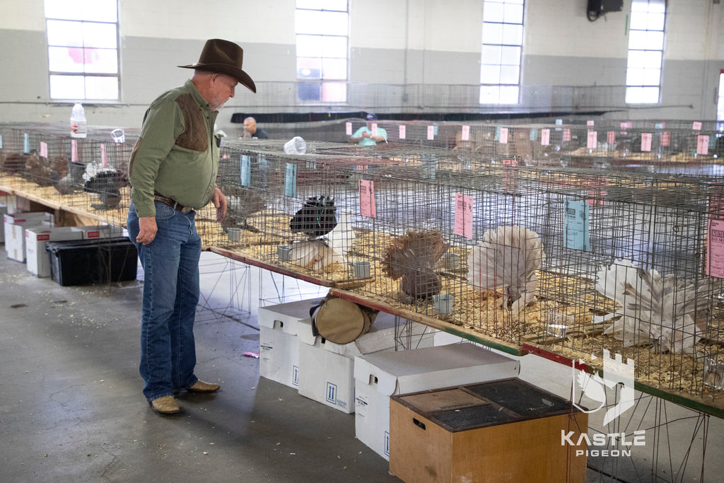 National Young Bird Pigeon Show