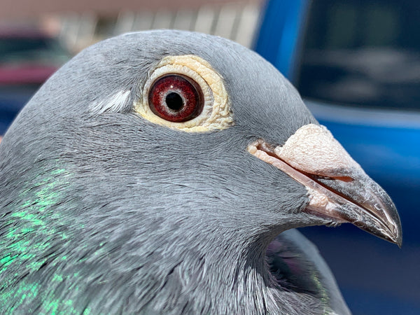 Bill Weima racing pigeons