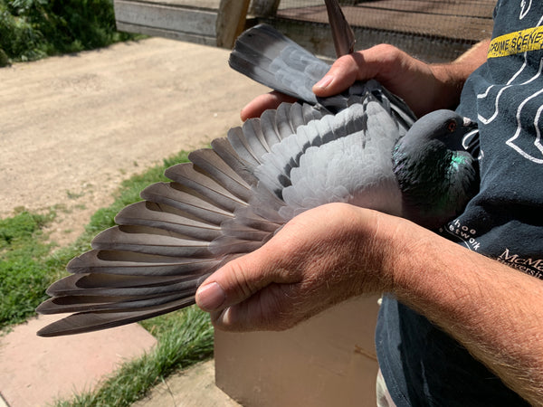 Bill Weima racing pigeons