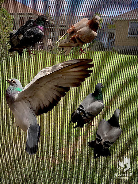 Bill Weima racing pigeons