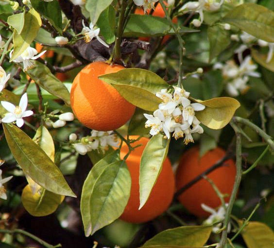 Delicious Orange Blossom Oil in Bastide Dry Oil Mist