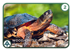trail wildlife woods turtle