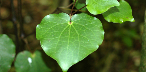 Kawakawa leaf