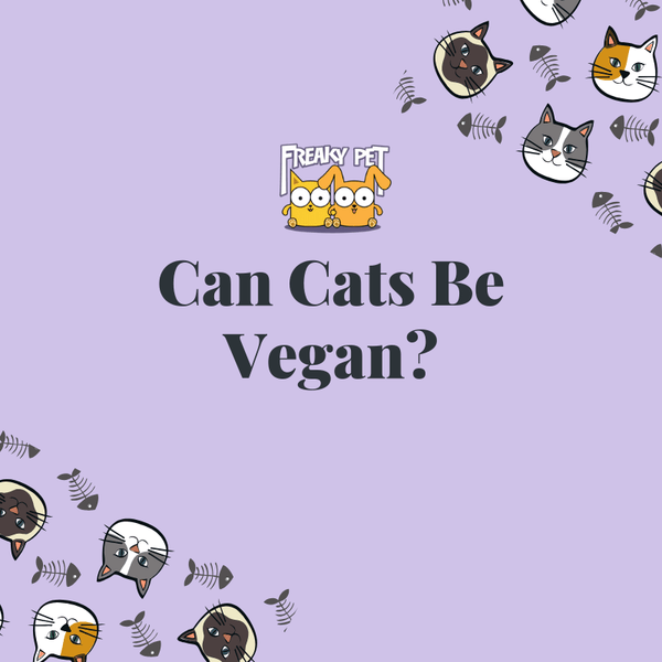 Can Cats Be Vegan? - FreakyPet