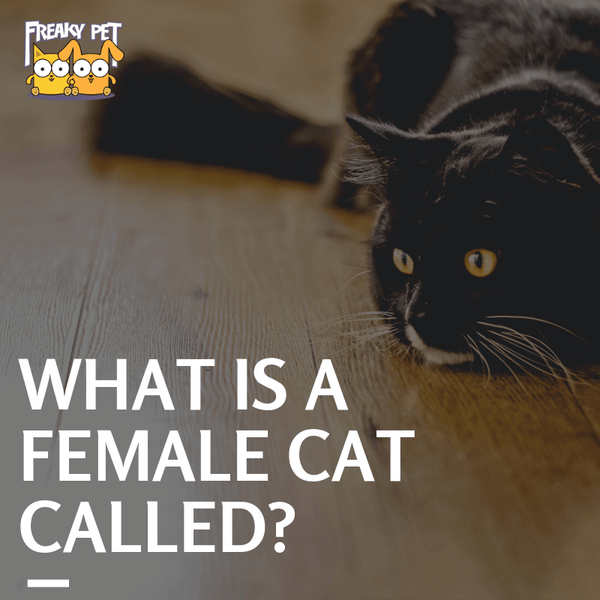 do male cats call females