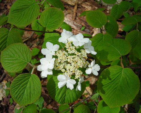 White Hobblebush flowers with rounded green leaves