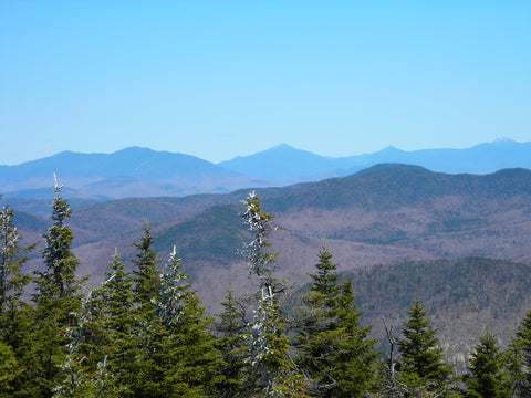 Trees with mountain and sky background