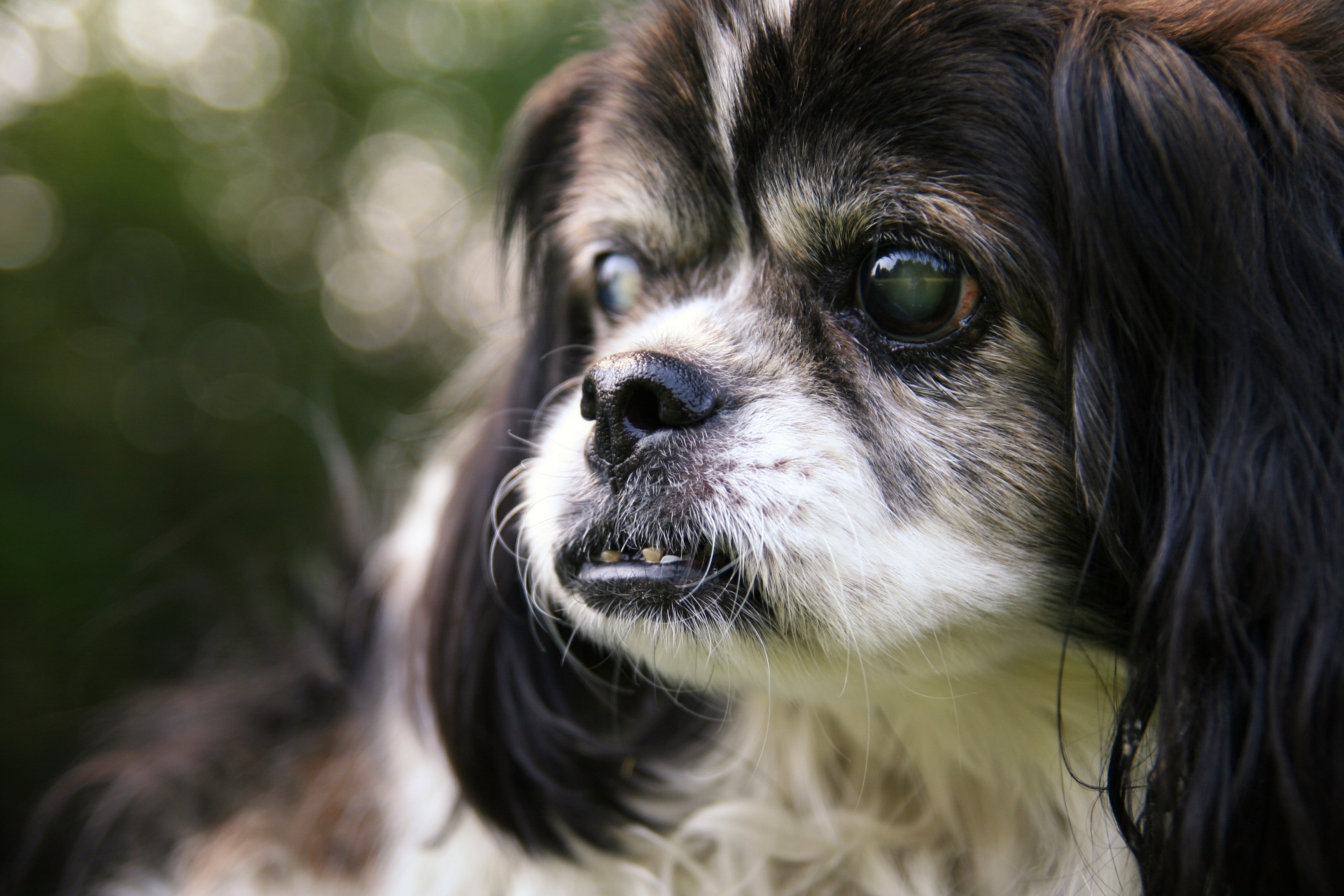 An older dog with cloudy eyes