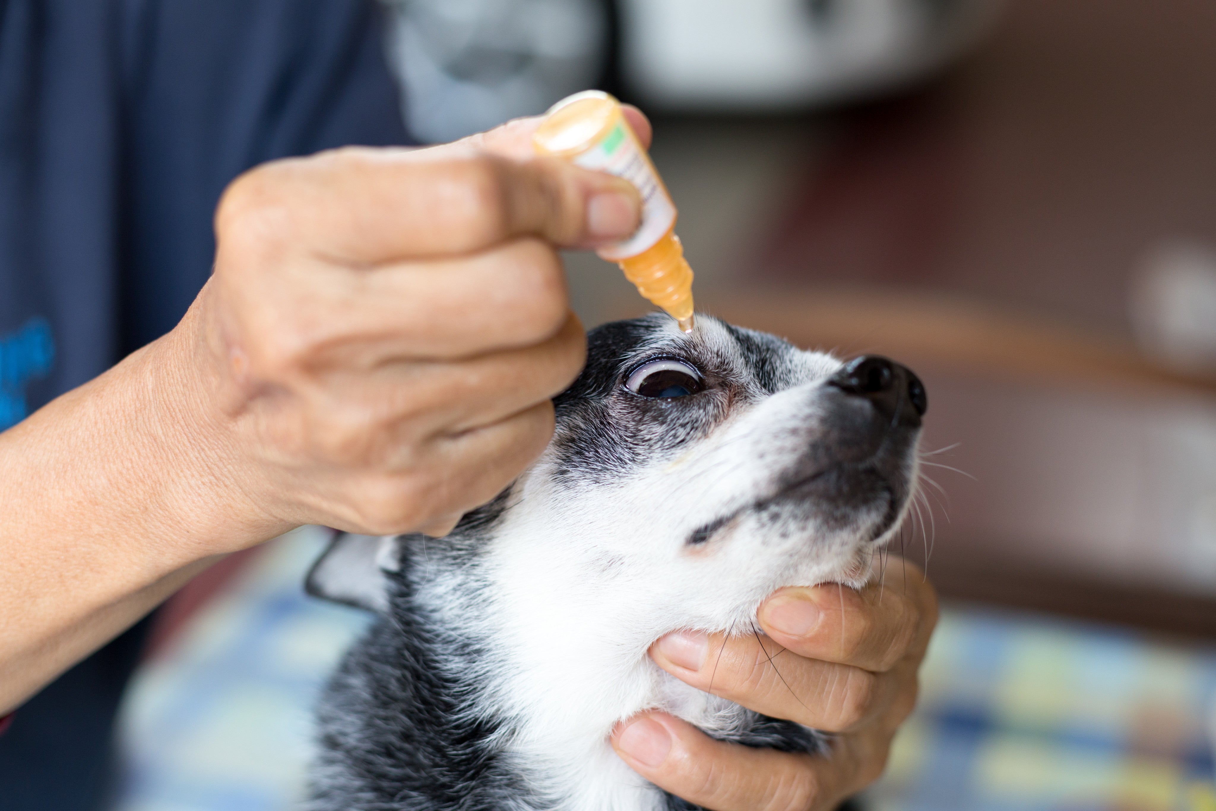 Using eyedrops to help treat dog eye conditions