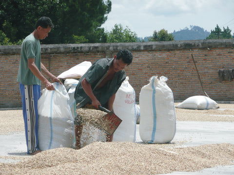 Indonensian workers gather dried coffee beans