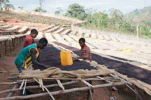Raised Drying Beds Ethiopia