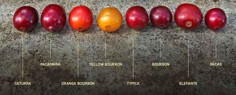 The anatomy of the coffee cherry & what it means for your cup