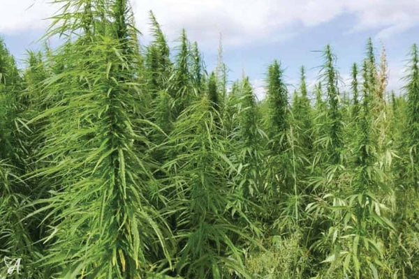 CannabiGold UK hemp field