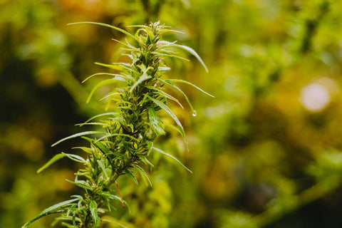 Cannabis Sativa plant